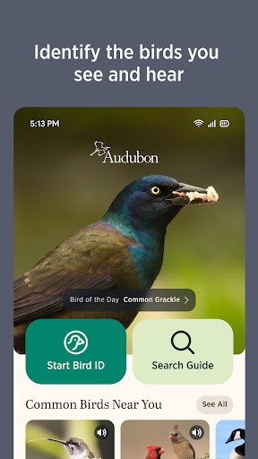 Audubon Bird Guide screenshot 16