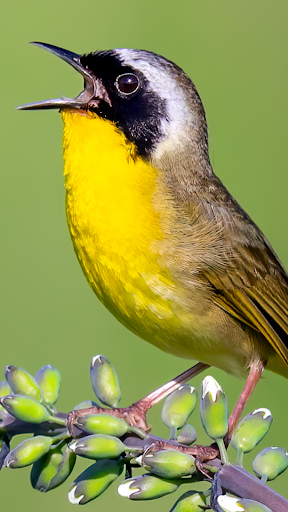 Merlin Bird ID by Cornell Lab screenshot 5