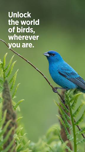 Audubon Bird Guide screenshot 8