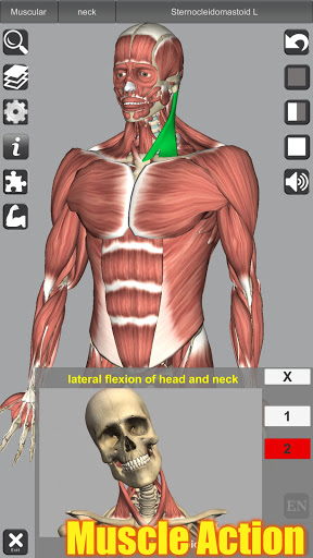 3D Anatomy screenshot 7