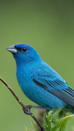 Audubon Bird Guide screenshot 1