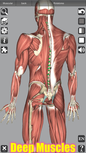 3D Anatomy screenshot 14
