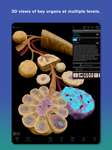 Human Anatomy Atlas 2026 screenshot 11