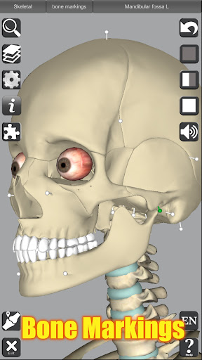 3D Anatomy screenshot 10