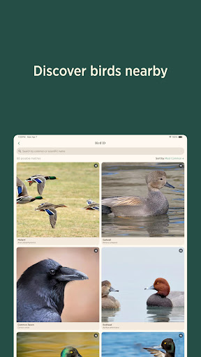 Audubon Bird Guide screenshot 5