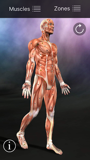 Muscle Trigger Point Anatomy screenshot 15