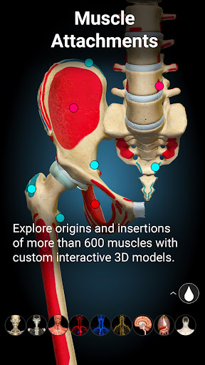 Anatomy Learning By Dr. Blanco screenshot 6