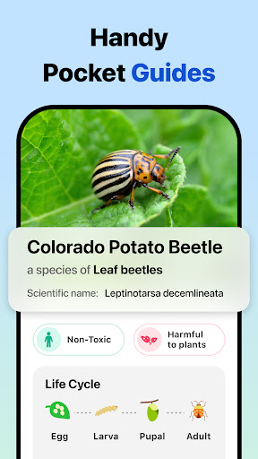 Picture Insect: Bug Identifier screenshot 1