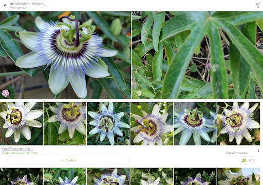 PlantNet Plant Identification screenshot 8