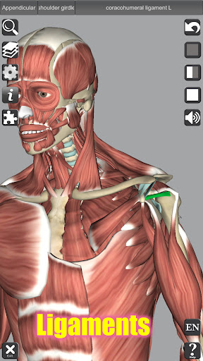 3D Anatomy screenshot 5