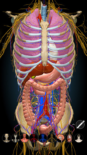 Anatomy Learning By Dr. Blanco screenshot 12