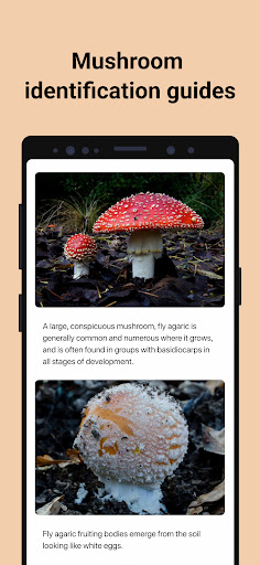 Picture Mushroom - Mushroom ID screenshot 9