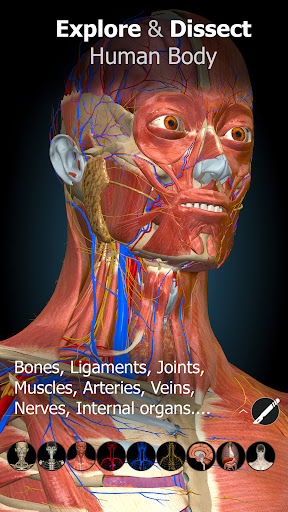 Anatomy Learning By Dr. Blanco screenshot 23