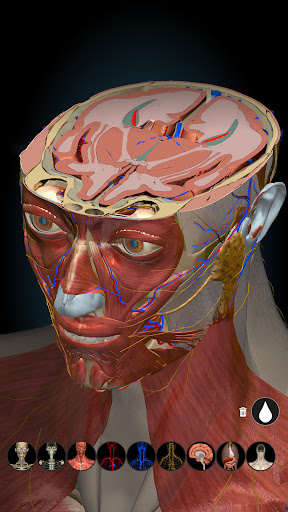 Anatomy Learning By Dr. Blanco screenshot 14